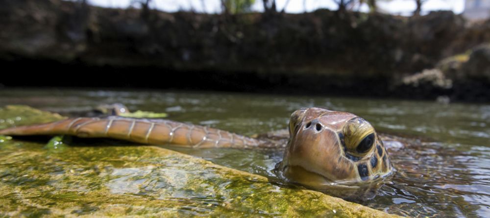Matemwe Beach House - Image 7