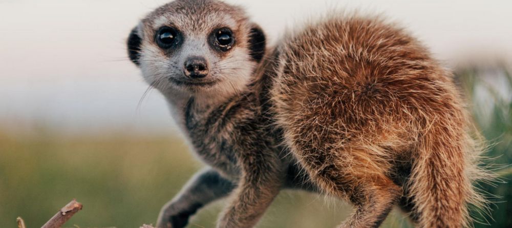 Jacks Camp, Kalahari Desert, Botswana - Image 23