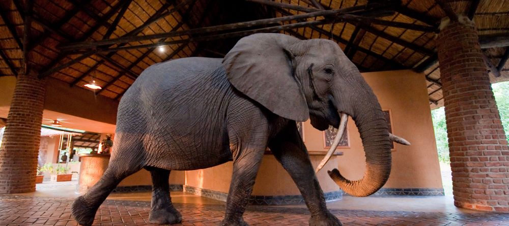 Mfuwe Lodge, South Luangwa National Park, Zambia - Image 9