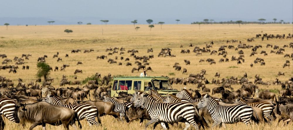 Great wildebeest migration - Image 8