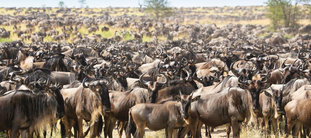 Chaka Camp - see the amazing migration herds - Image 1