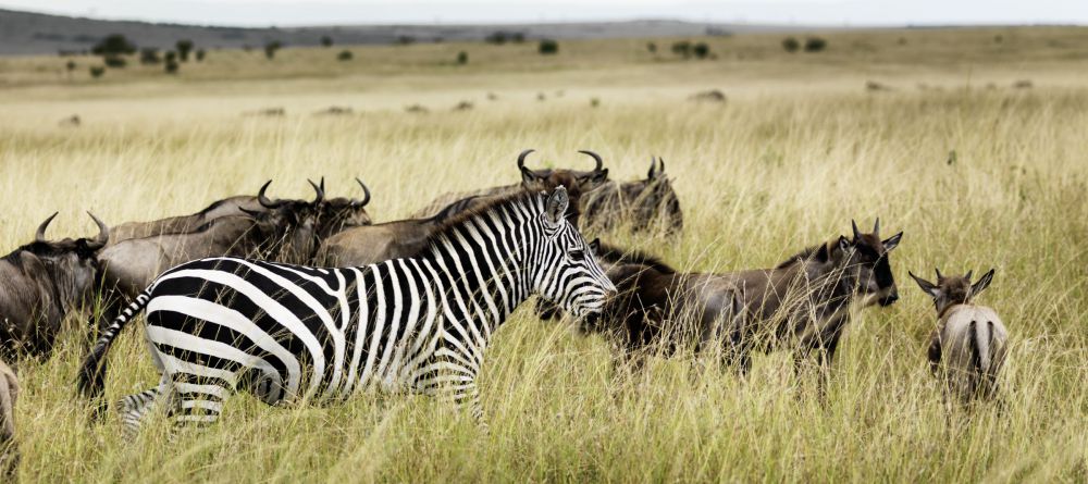 Porini Lion Camp - Image 4