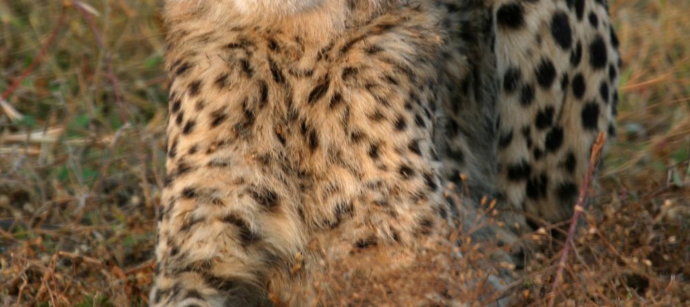 Mkuze Falls Lodge Cheetah Image #1 - Image 3