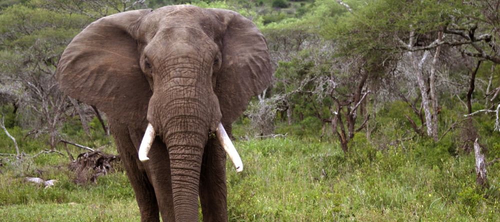 Mkuze Falls Lodge Elephant Photo - Image 7