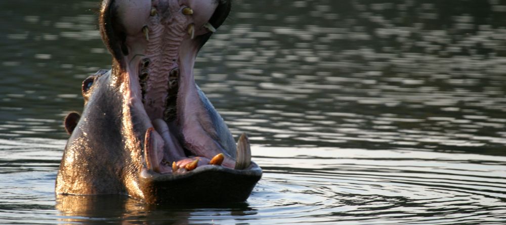 Mkuze Falls Lodge Hippo Photo - Image 6