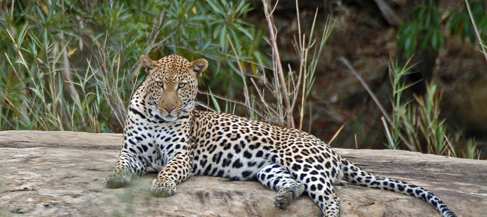 Mkuze Falls Lodge Leopard Photo - Image 8