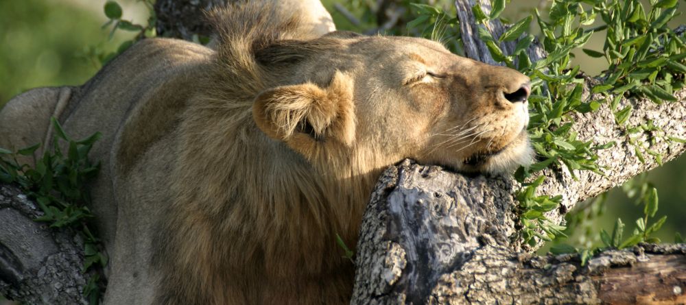 Mkuze Falls Lodge Lion Photo #1 - Image 11