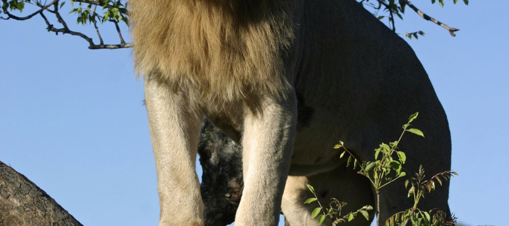 Mkuze Falls Lodge Lion Photo #3 - Image 13