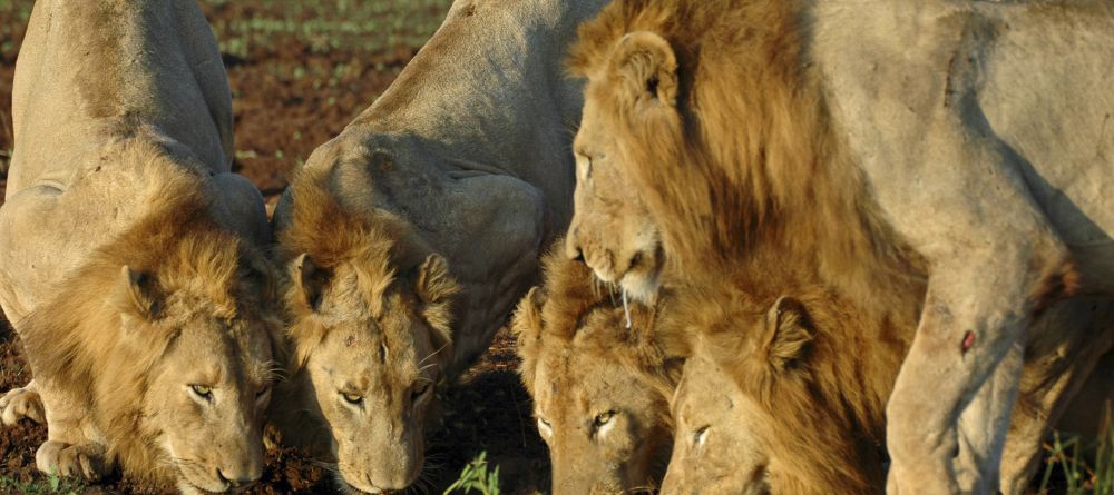 Mkuze Falls Lodge Lions Photo #2 - Image 14