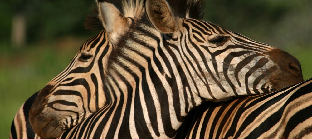 Mkuze Falls Lodge Zebra Photo - Image 10