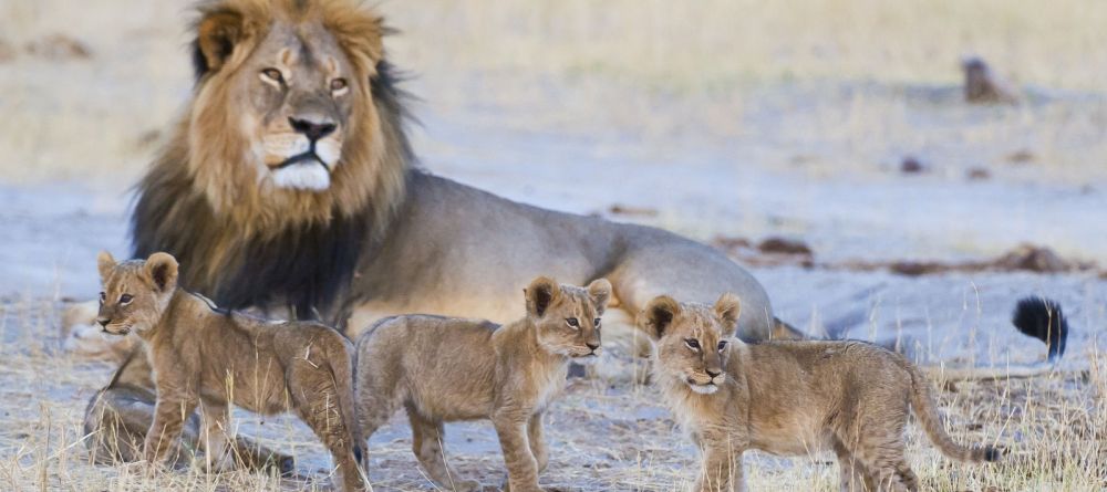 Lions at Davisons Camp, Huangwe National Park, Zimbabwe (Mike Myers) - Image 16