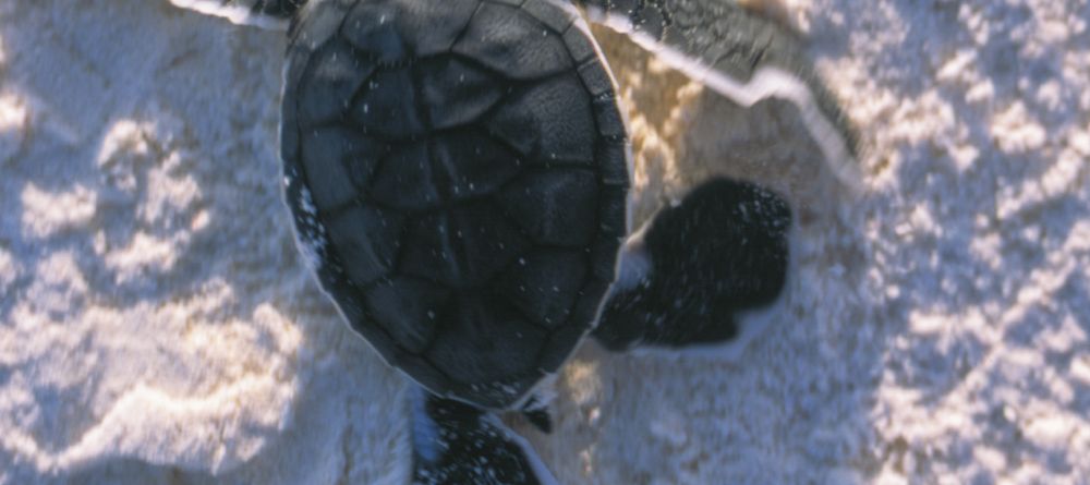 Mnemba Island Lodge, Zanzibar, Tanzania - Image 7