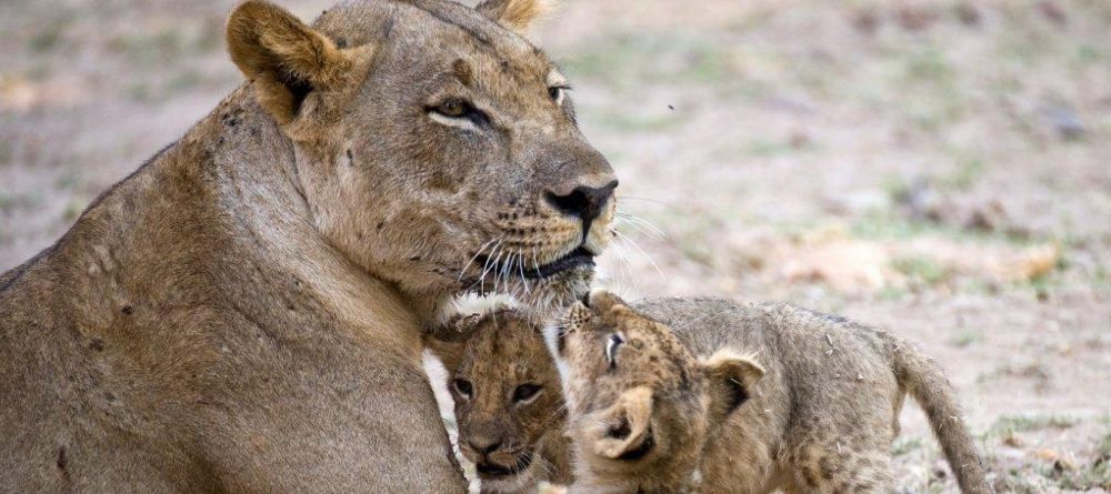 Mwaleshi Camp cubs - Image 2