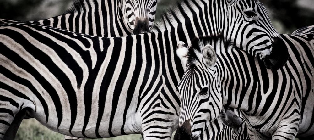 Mombo Camp, Moremi Game Reserve, Botswana - Image 20