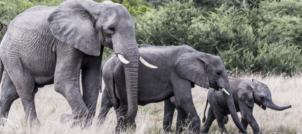 Mombo Camp, Moremi Game Reserve, Botswana - Image 12