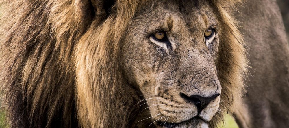 Mombo Camp, Moremi Game Reserve, Botswana - Image 16