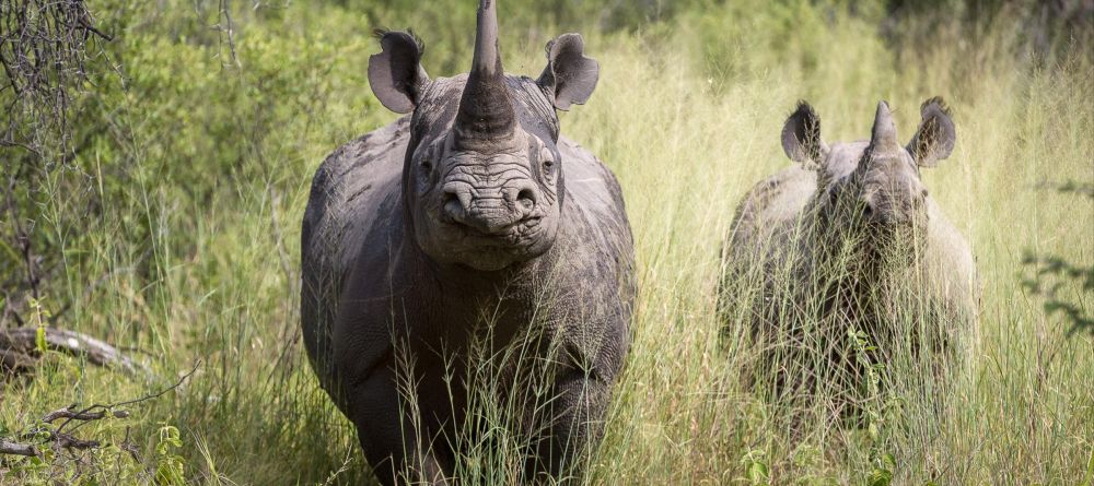 Mombo Camp, Moremi Game Reserve, Botswana - Image 26