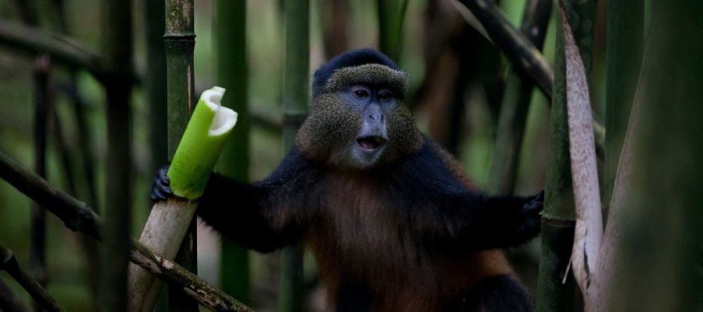 Monkey eating at Mount Gahinga Lodge, Mgahinga National Park, Uganda - Image 9