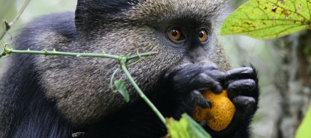 Monkey at Virunga Lodge, Volcanoes National Park, Uganda - Image 3