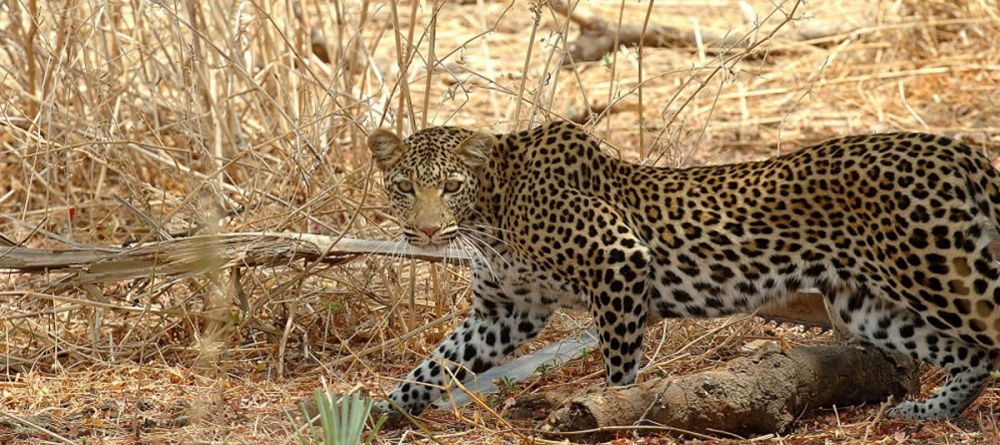 Mdonya Old River Camp - Image 1