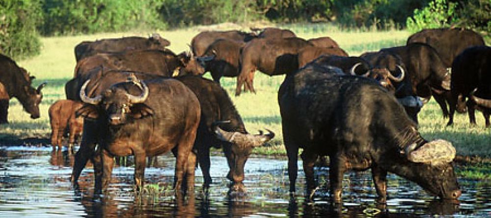 Mowana Safari Lodge - Water Buffalo - Image 2