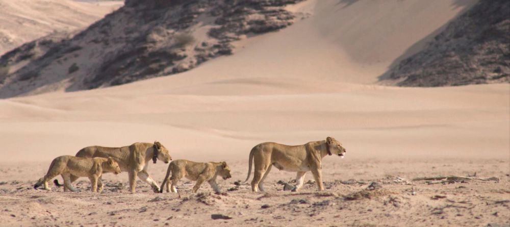 Desert Adapted Lions - Image 1
