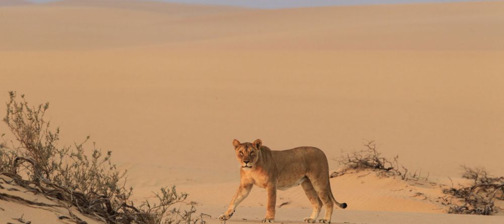 Desert Adapted Lions - Image 3