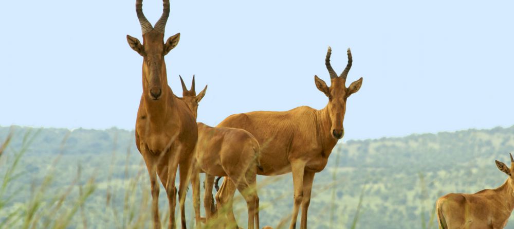 Baker's Lodge, Murchison Falls, Uganda - Image 5