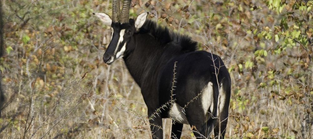 Mvuu Wilderness Lodge, Liwonde National Park, Malawi Â© Dana Allen - Image 1