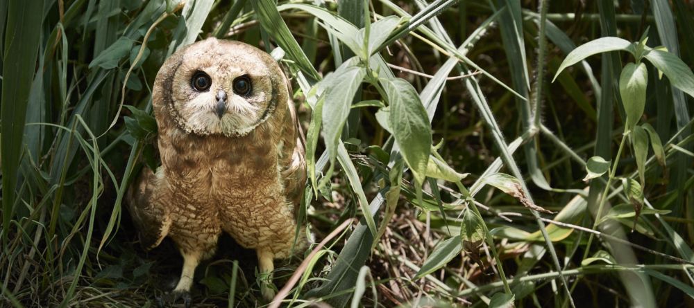 Chobe Chilwere, Chobe National Park, Botswana - Image 3