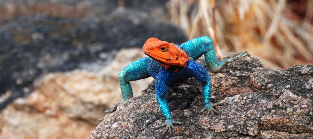 Mwagusi Camp, Ruaha National Park, Tanzania - Image 11