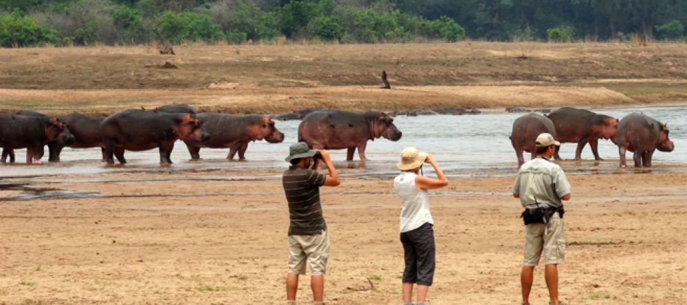 Mwaleshi Camp walking safari hippos - Image 4