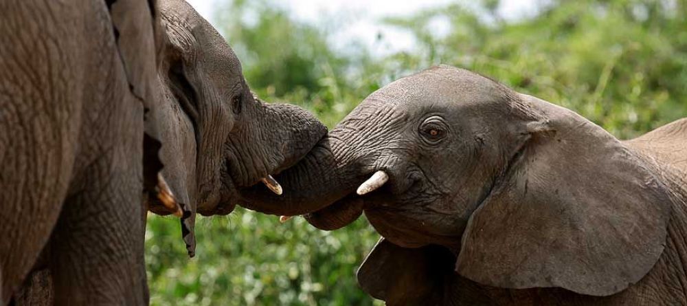 Mweya Safari Lodge, Queen Elizabeth National Park, Uganda - Image 15