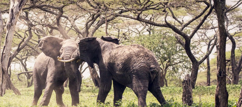 Mwiba Lodge, Serengeti National Park, Tanzania - Image 10