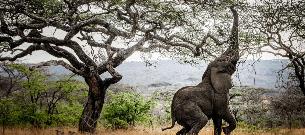Mwiba Lodge, Serengeti National Park, Tanzania - Image 25