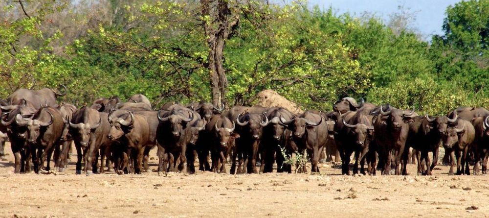 Wildlife Buffalo - Image 3