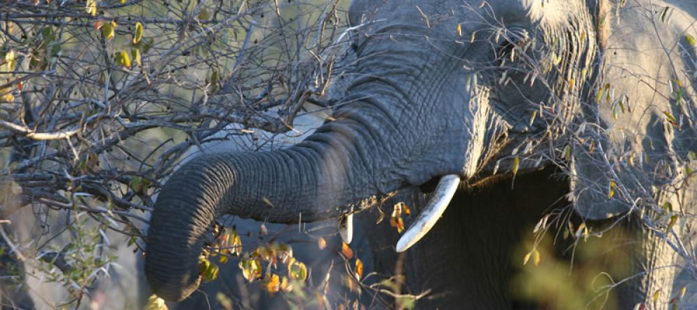N'Kaya Lodge - Elephants - Image 9