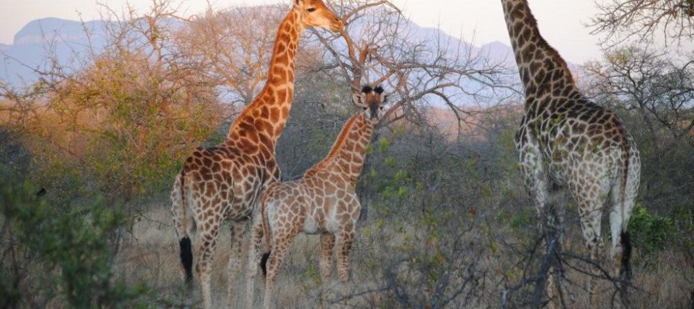 N'Kaya Lodge - Giraffes - Image 10