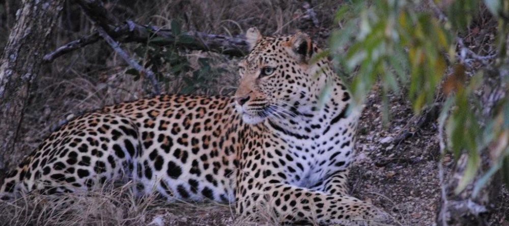 N'Kaya Lodge - Leopard - Image 11