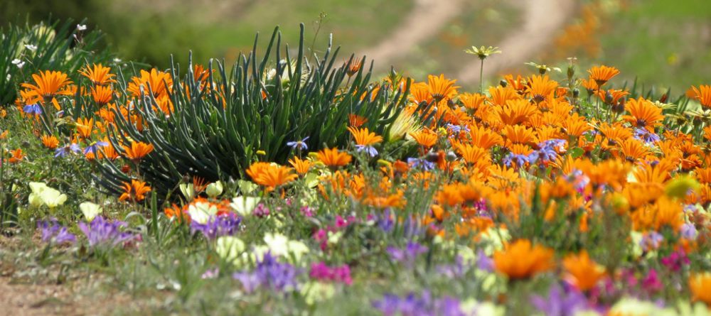 Agama Tented Camp, Namakwaland, South Africa - Image 1