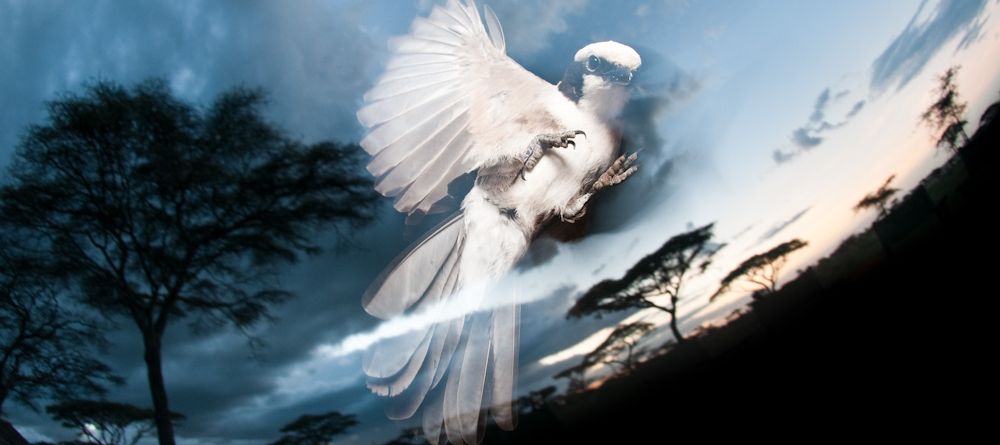 Ndutu Safari Lodge, Serengeti National Park, Tanzania - Image 5