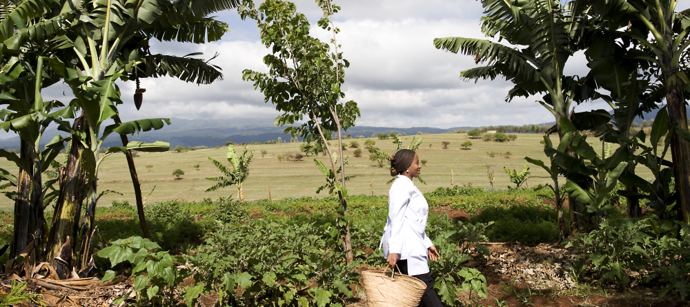 The chef in the vegetable garden at Ngorongoro Farm House, Karatu, Tanzania - Image 8