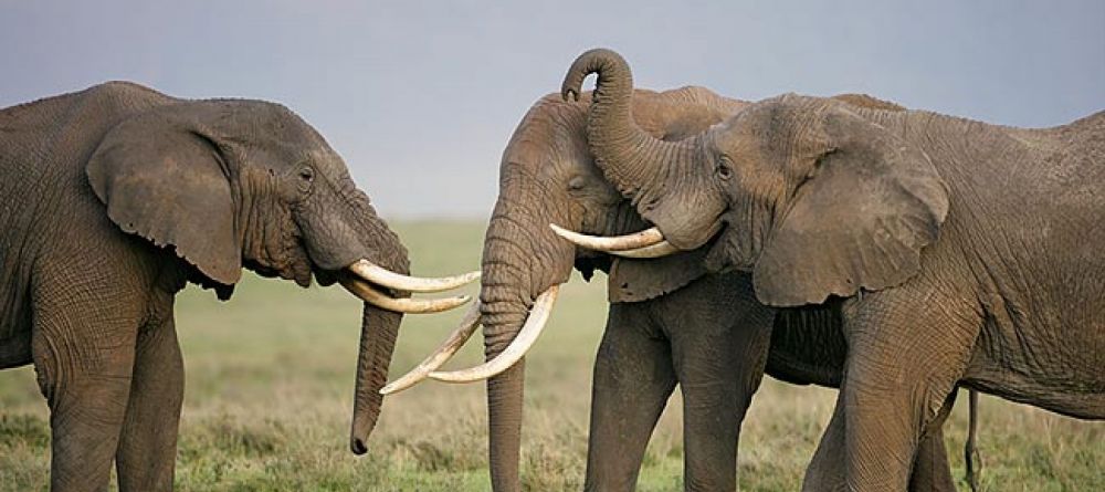 Kitela Lodge and African Spa, Karatu, Tanzania - Image 1