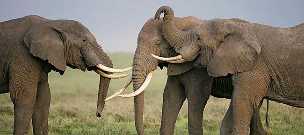 Lemala Ngorongoro, Ngorongoro Crater, Tanzania - Image 9