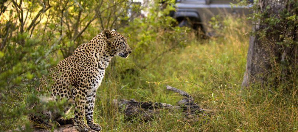 Leopard on Game Drive - Image 9