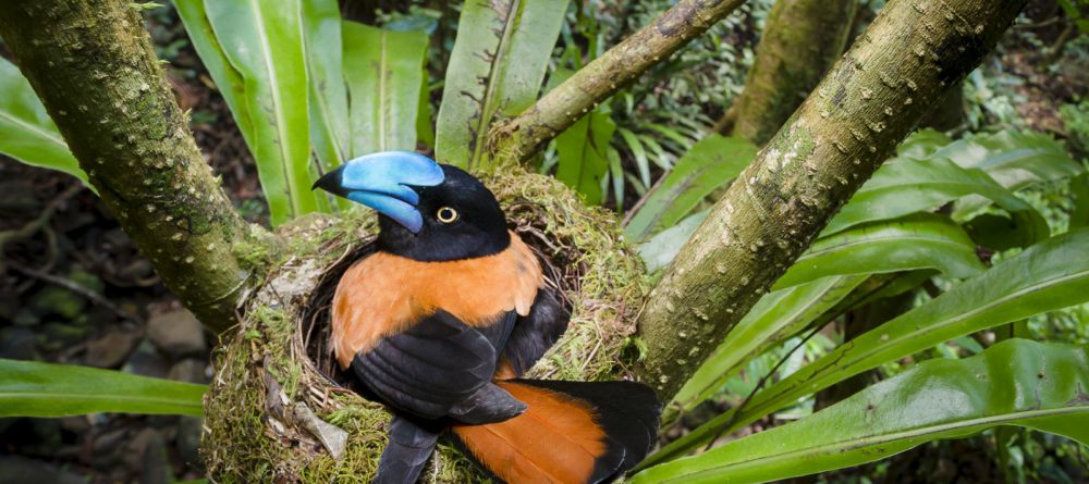 Camping in Marojejy National Park, Madagascar - Image 2