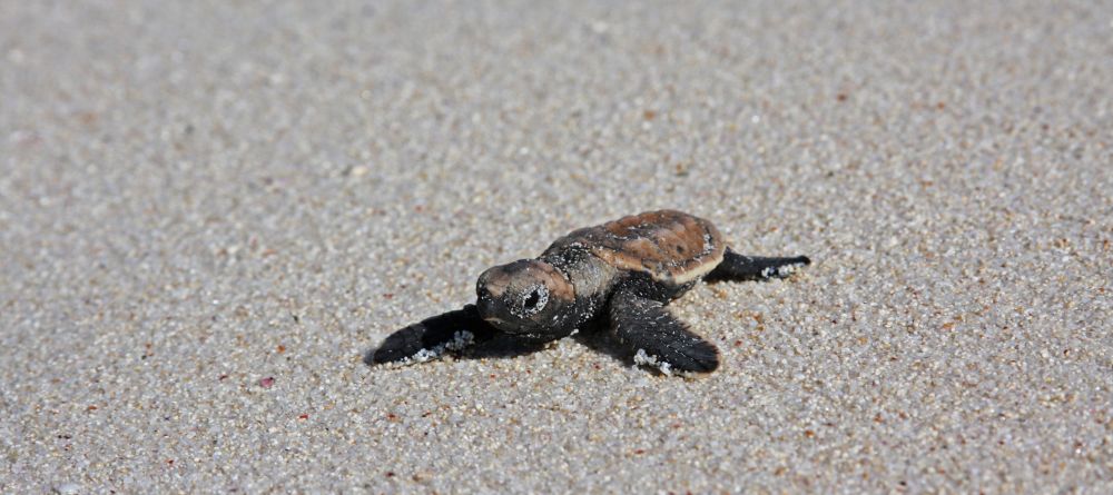 North Island Resort. North Island, Mahe Atoll, Seychelles Â© Andrew Howard - Image 11
