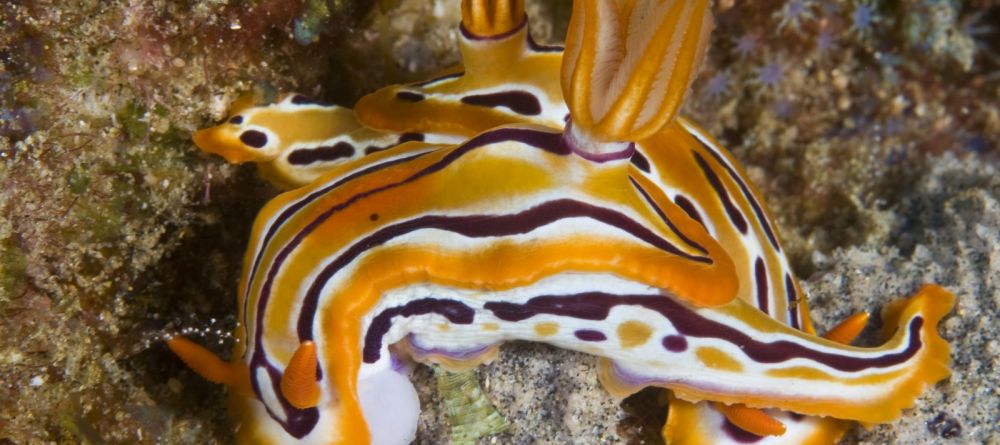 Nudibranch- Rocktail Beach Camp, KwaZulu-Natal, South Africa Â© Anthony Grote - Image 4