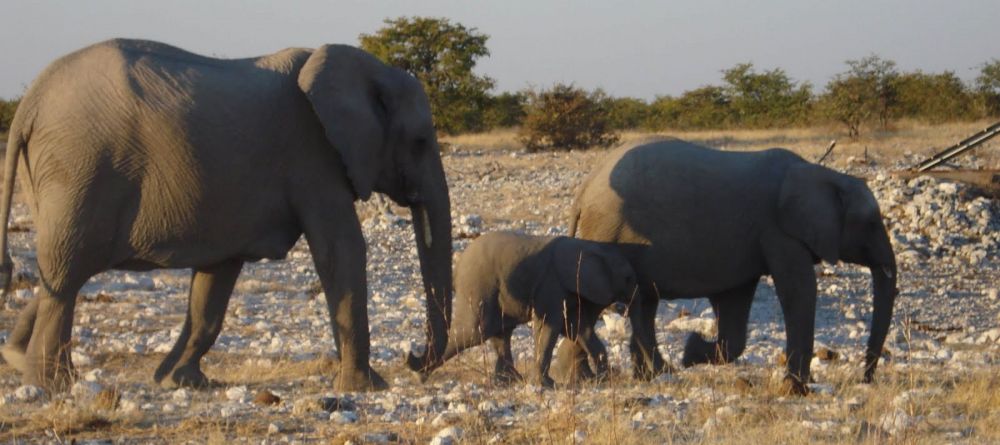 An elephant family at Namutoni Rest Camp, Etosha National Park, Namibia - Image 5