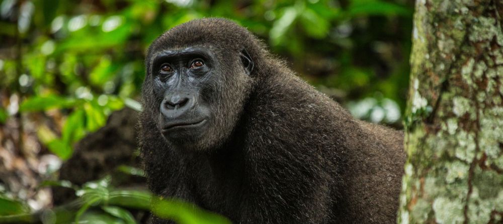 Lango Camp Gorilla - Image 26